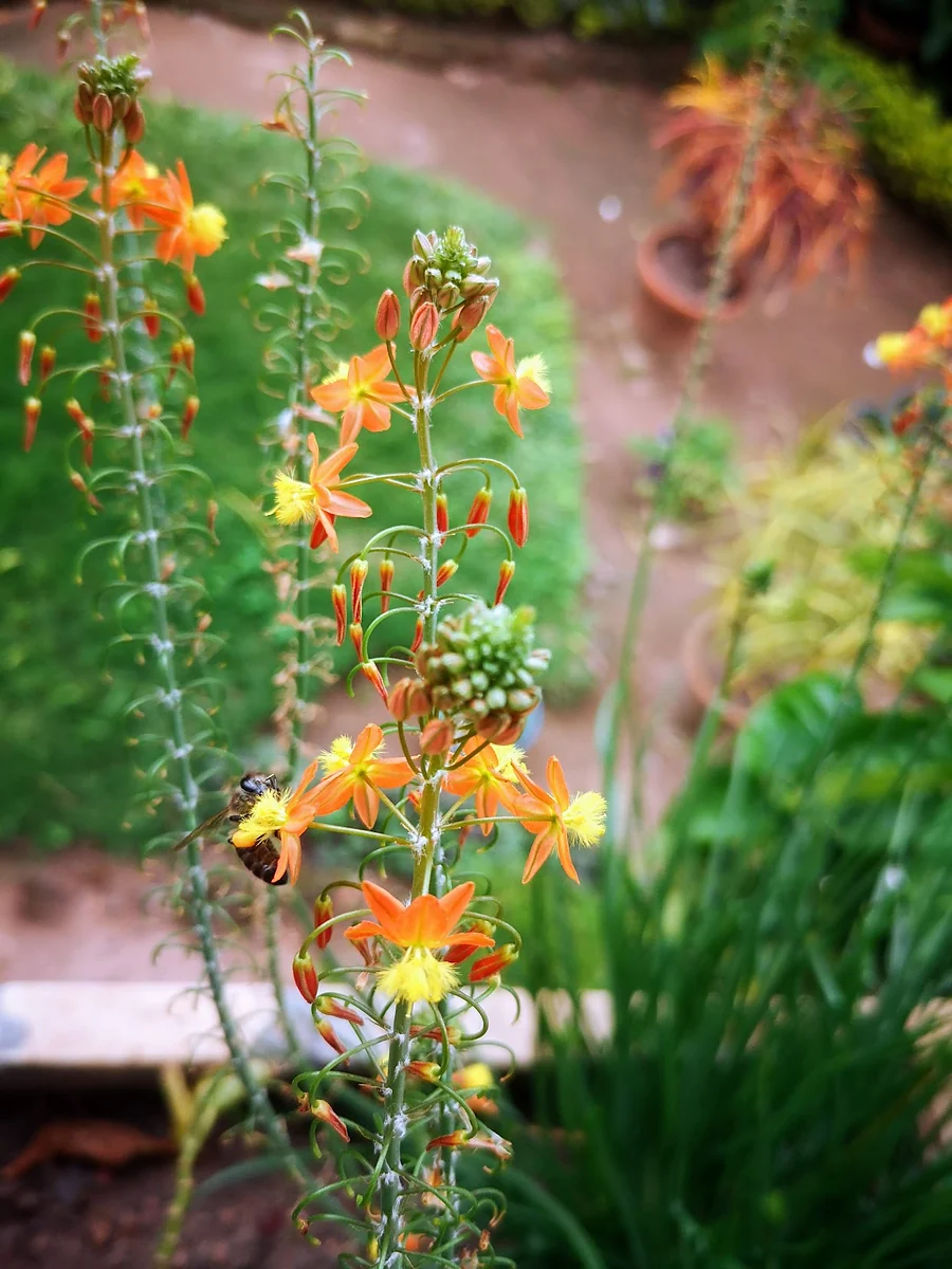 A bee on orange flowers in the B&B garden