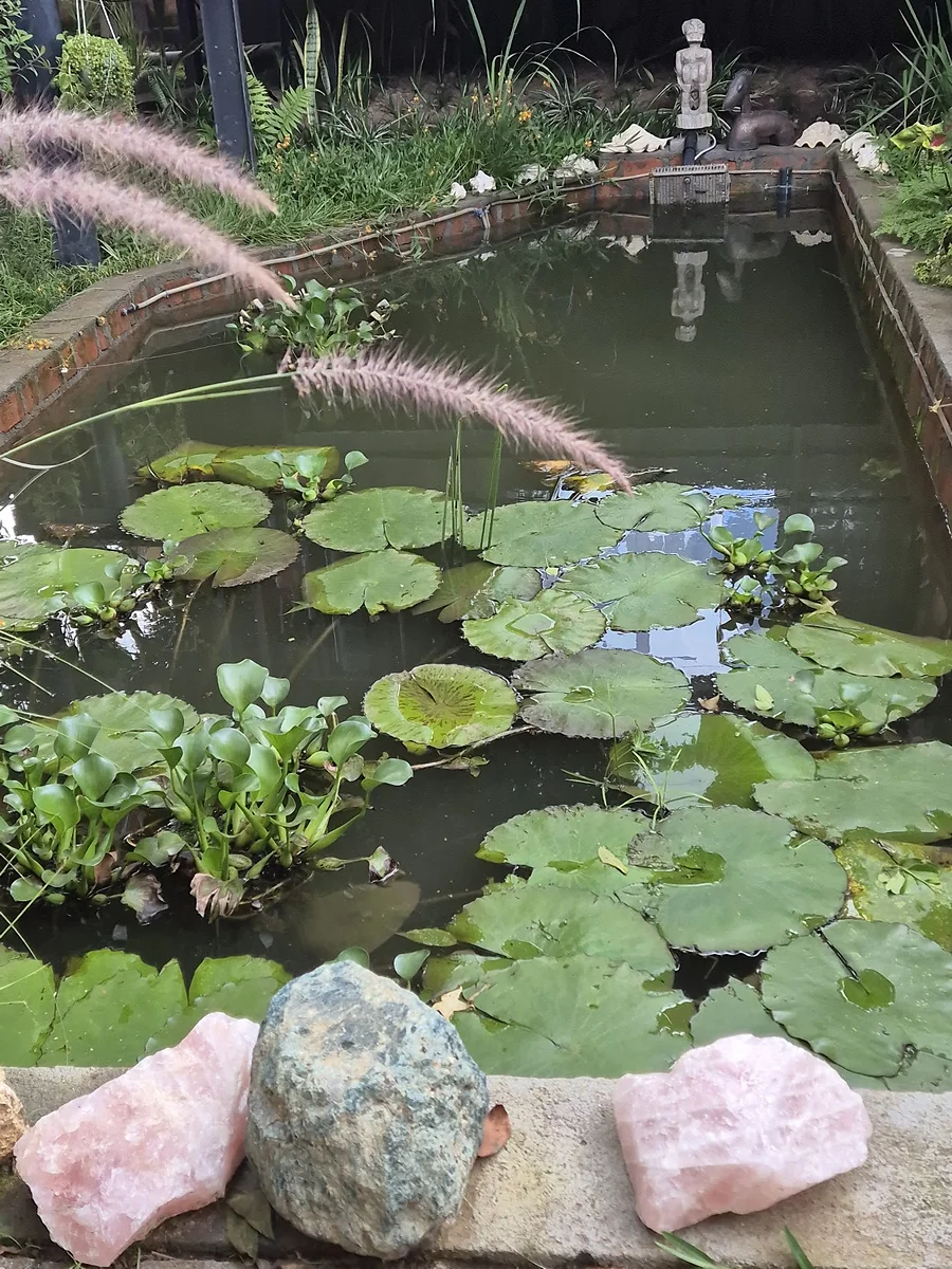 The water-lily pond in the garden of the B&B