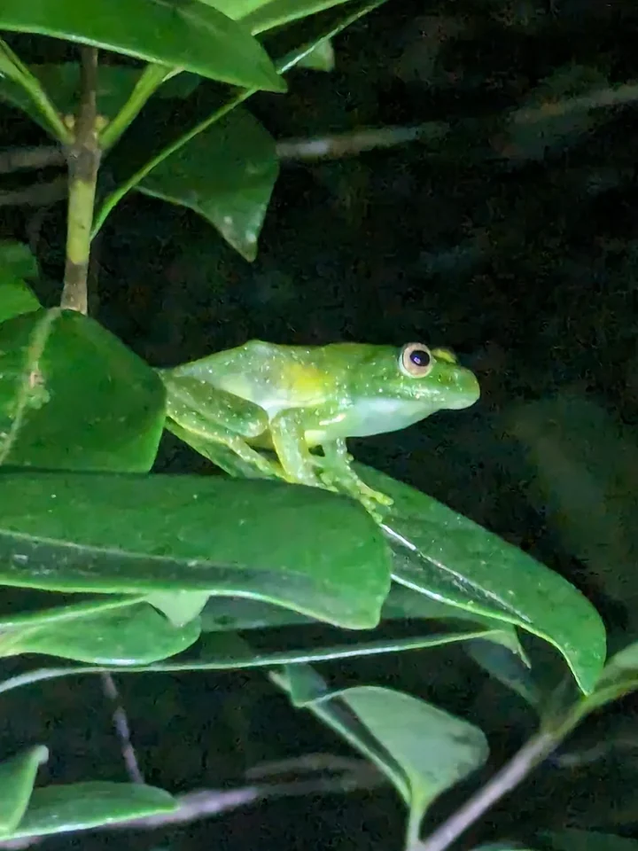 Une grenouille arboricole vert vif sur une feuille, la nuit