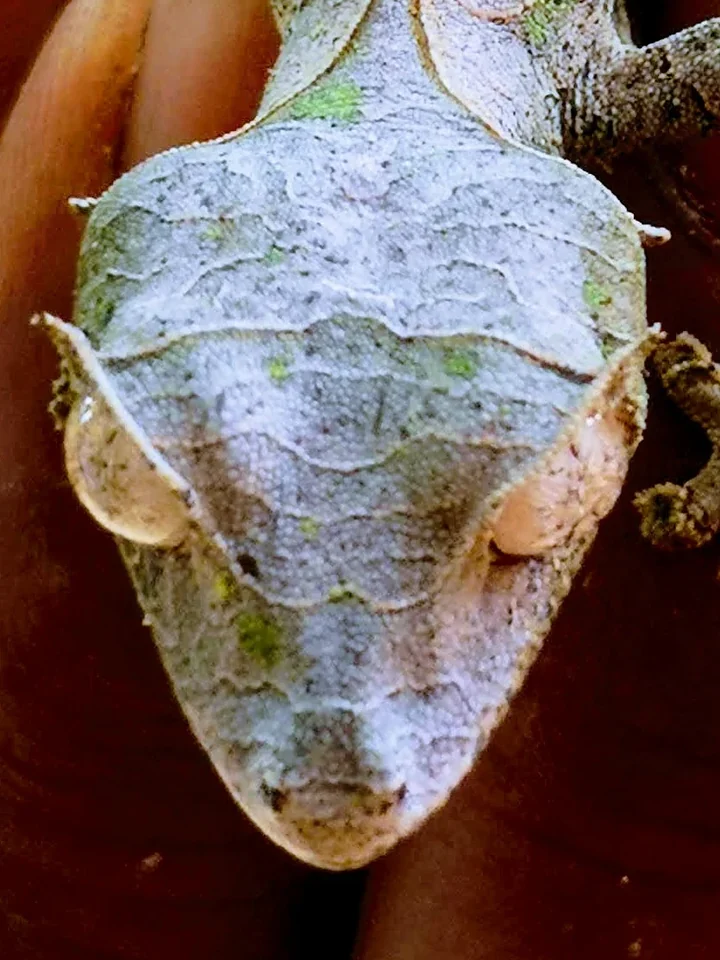 Gros plan sur un gecko à queue plate, parfaitement camouflé