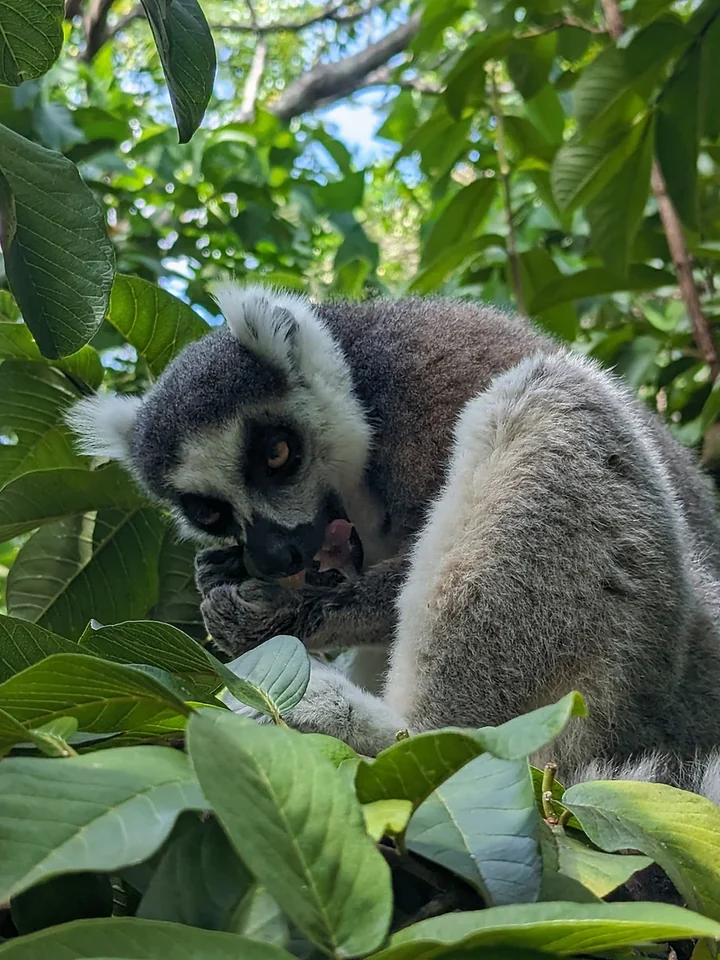 Un maki catta mange des feuilles dans un arbre
