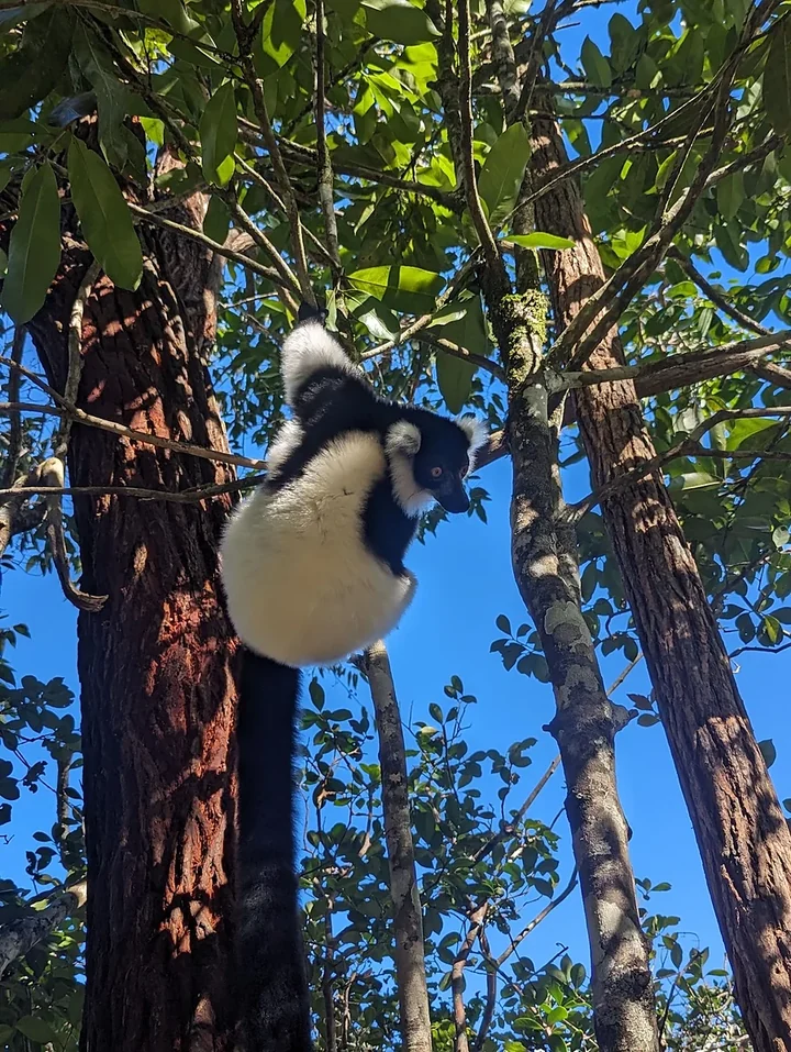 Un vari noir et blanc grimpe à un arbre sur fond de ciel bleu