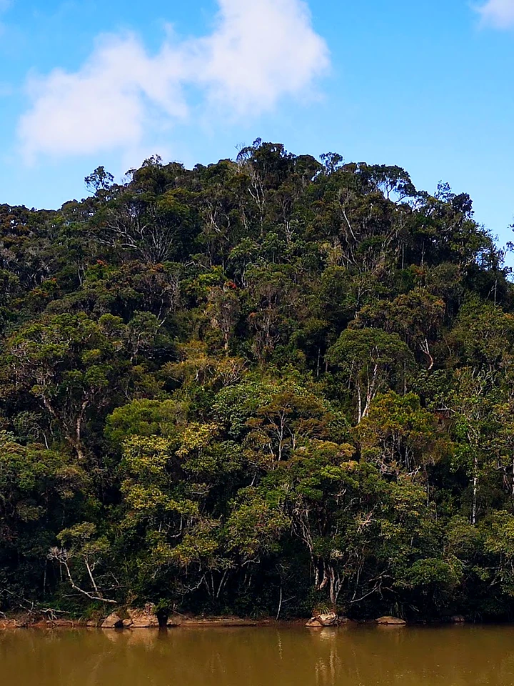 Une colline couverte de forêt tropicale au-dessus d’une large rivière, sous un ciel bleu et des nuages blancs