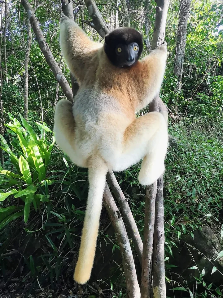 Un propithèque blanc accroché à un arbre dans la forêt tropicale