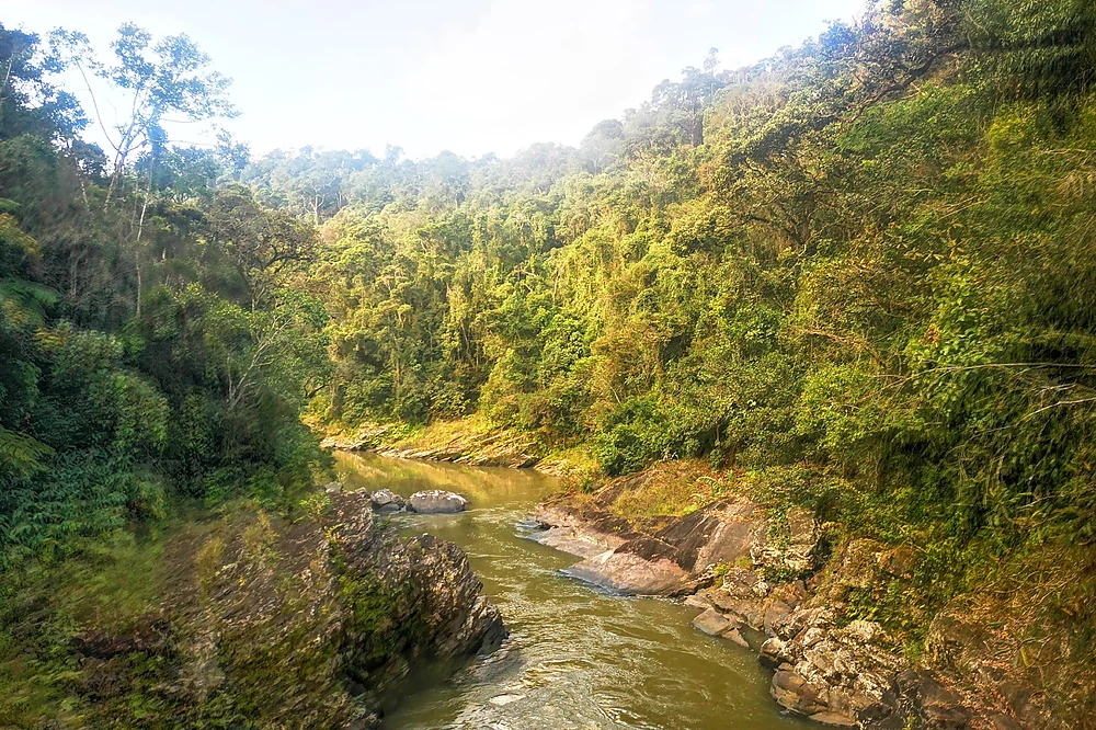 Une rivière serpente dans la forêt tropicale verdoyante de Ranomafana