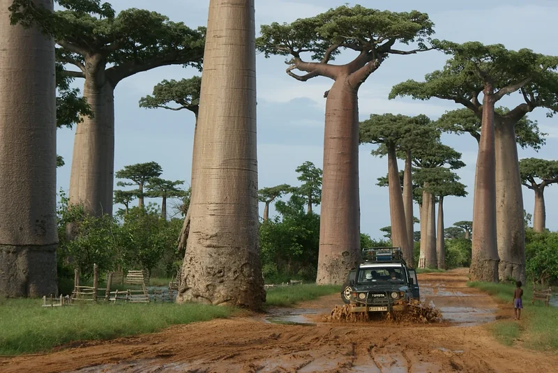 A 4x4 drives through the mud on the Avenue of the Baobabs