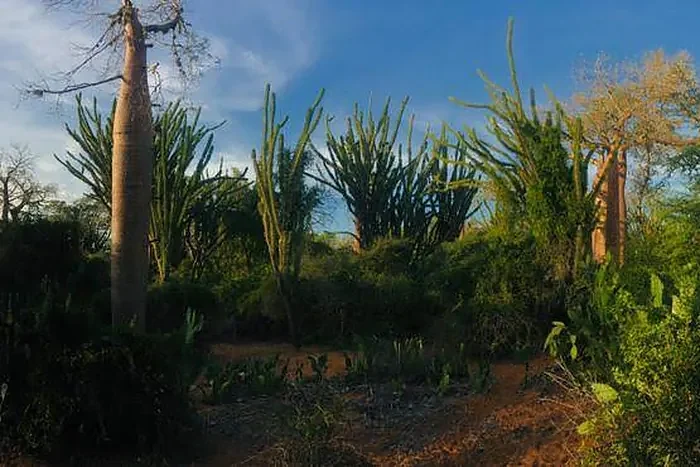 Baobabs and octopus trees in the spiny forest near Ifaty at sunset