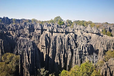 The grey limestone needles of the Tsingy de Bemaraha under a clear blue sky